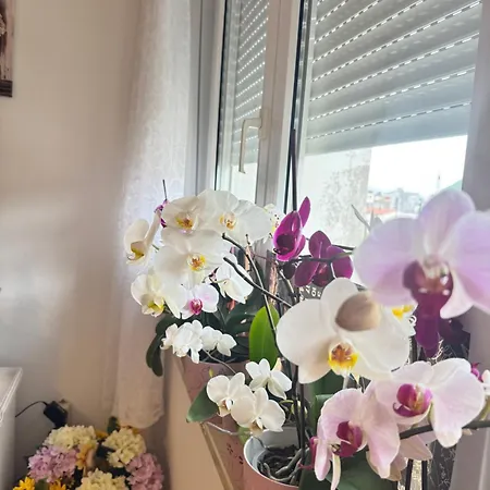 Apartman Sofi